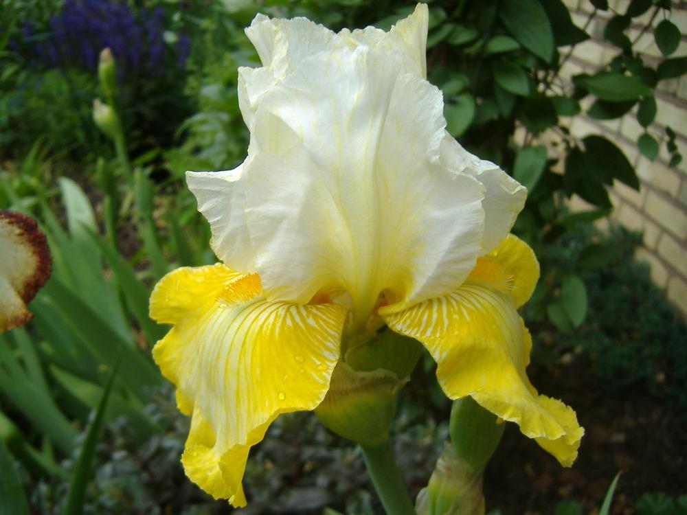 Photo of Tall Bearded Iris (Iris 'Dutch Custard') uploaded by tveguy3