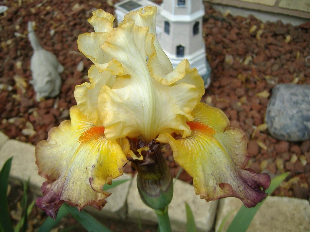 Photo of Tall Bearded Iris (Iris 'Expect Wonders') uploaded by tveguy3