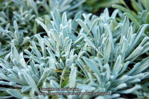 Photo of Greek Yarrow (Achillea ageratifolia) uploaded by valleylynn