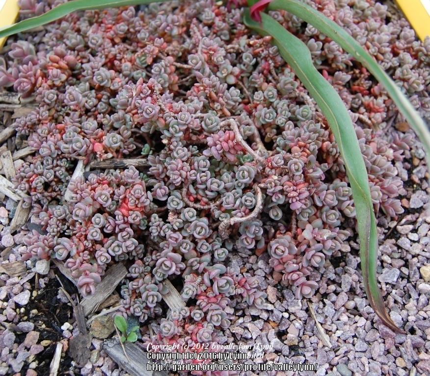 Photo of Pink Mongolian Stonecrop (Hylotelephium ewersii) uploaded by valleylynn
