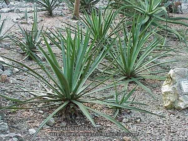 Photo of Lechuguilla (Agave lecheguilla) uploaded by valleylynn