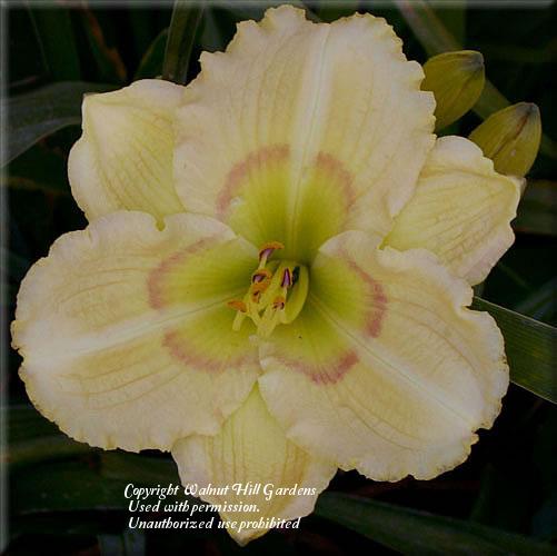 Photo of Daylily (Hemerocallis 'Stairway to Heaven') uploaded by vic