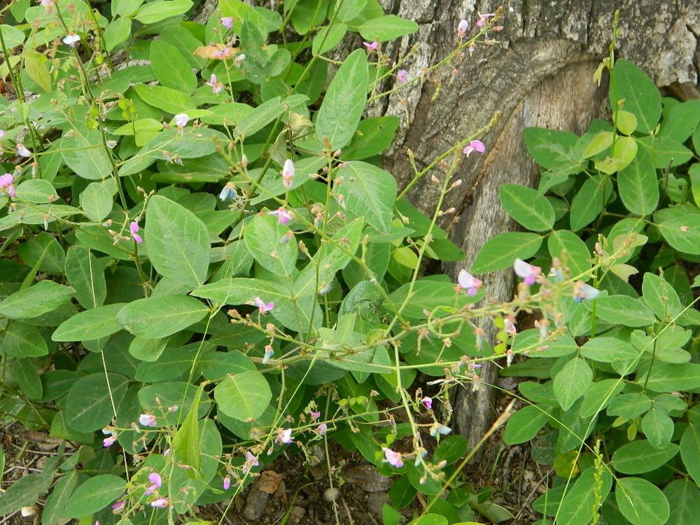 Photo of Panicled Tick Trefoil (Desmodium paniculatum) uploaded by wildflowers