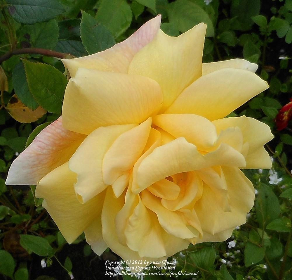 Photo of Rose (Rosa 'Sutter's Gold') uploaded by zuzu
