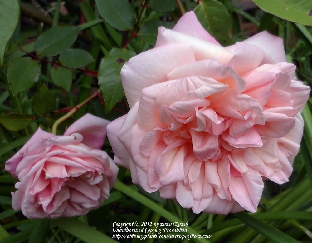 Photo of Rose (Rosa 'Georgetown Tea') uploaded by zuzu