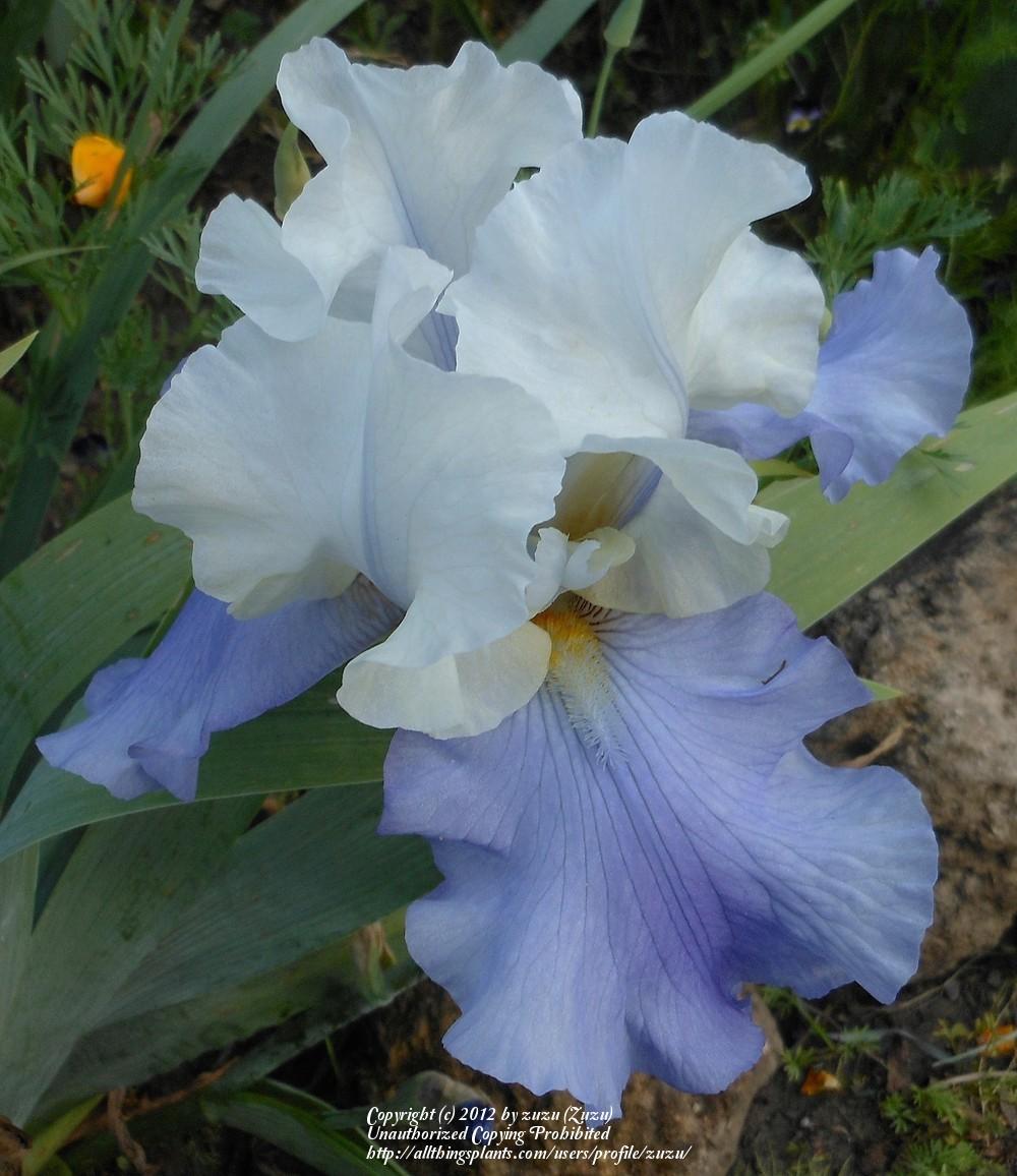 Photo of Tall Bearded Iris (Iris 'Stairway to Heaven') uploaded by zuzu
