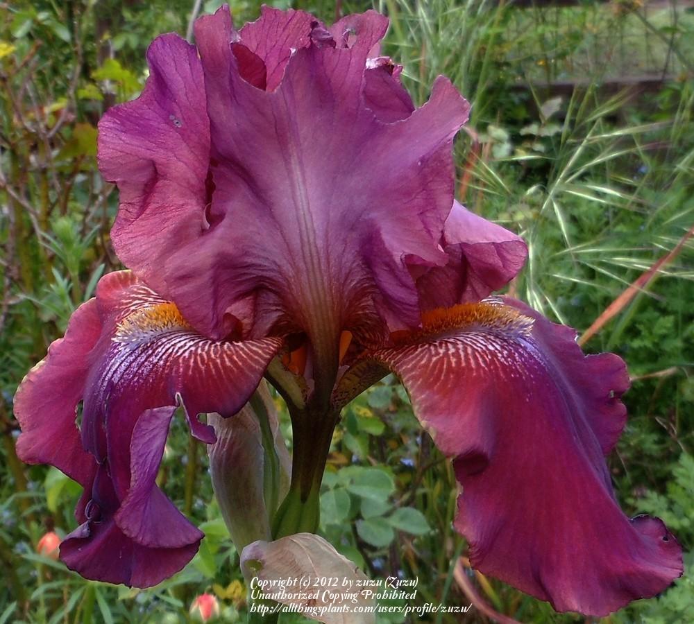 Photo of Tall Bearded Iris (Iris 'Indiscreet') uploaded by zuzu