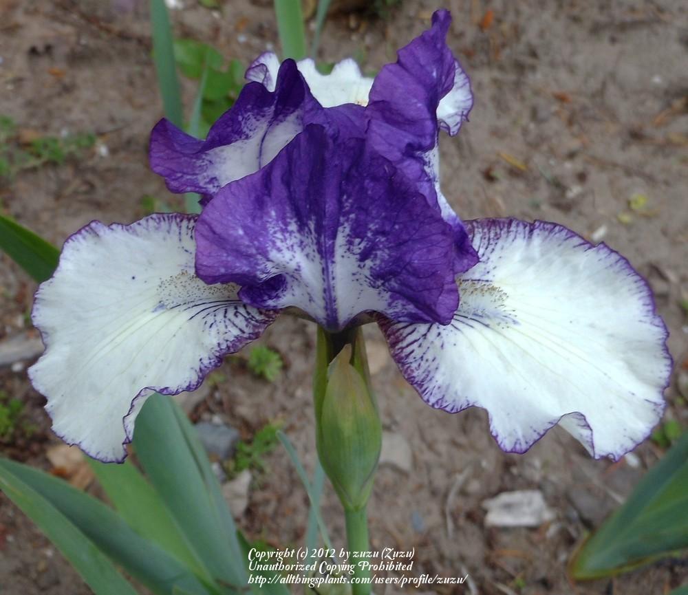 Photo of Standard Dwarf Bearded Iris (Iris 'Stitch Witch') uploaded by zuzu