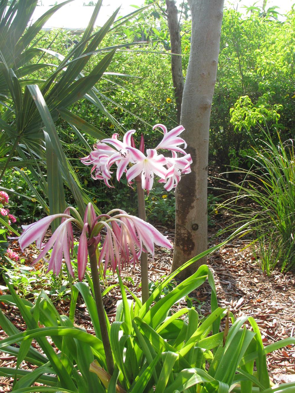 Photo of Crinum Lily (Crinum 'Stars and Stripes') uploaded by Dutchlady1