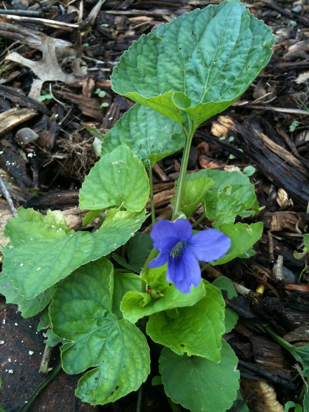 Photo of Common Blue Violet (Viola sororia) uploaded by Fran