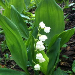 Location: Lake Bluff, Il
Date: 2012-05-07 
Lily Of The Valley