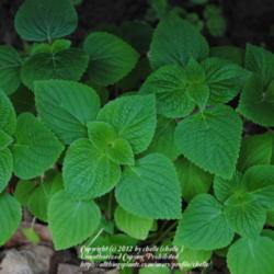 Location: My Northeastern Indiana Gardens - Zone 5b
Date: 2012-05-07
Seedlings recently transplanted outdoors