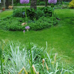 Location: My Northeastern Indiana Gardens - Zone 5b
Date: 2012-05-07
In the garden