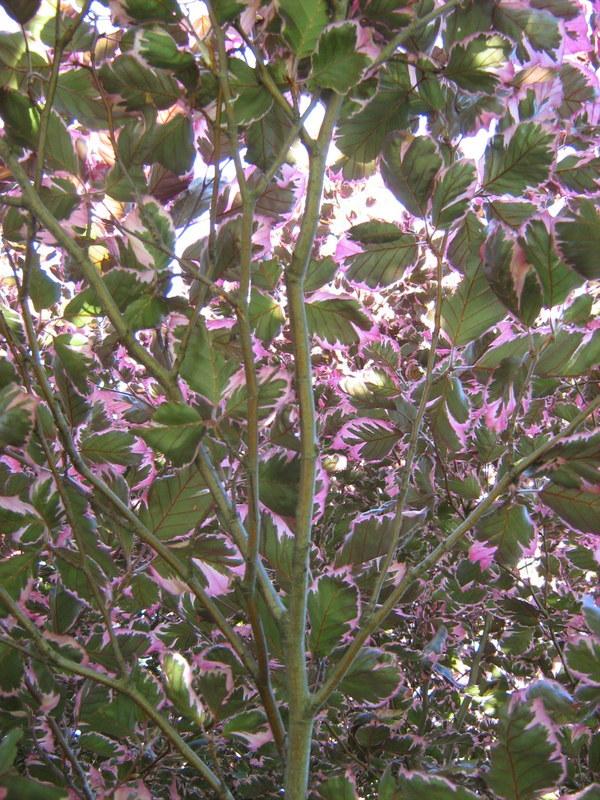 Photo of European Beech (Fagus sylvatica 'Purpurea Tricolor') uploaded by gardengus