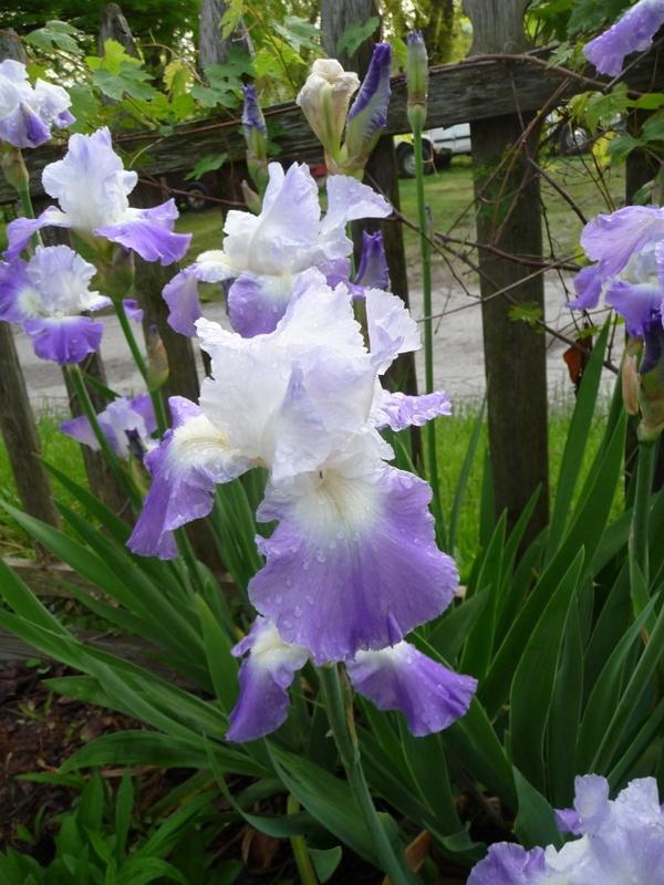 Photo of Irises (Iris) uploaded by gardengus