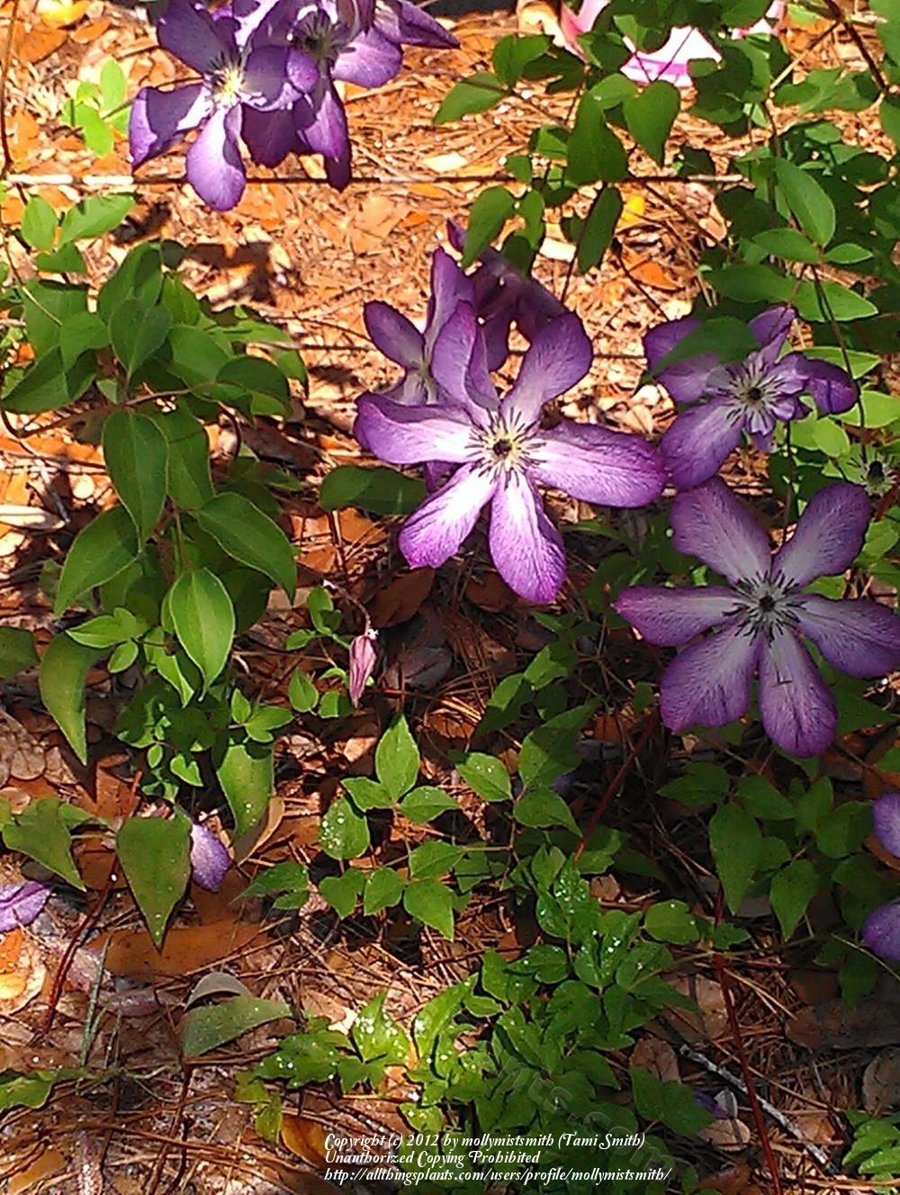 Photo of Clematis (Clematis viticella 'Venosa Violacea') uploaded by mollymistsmith
