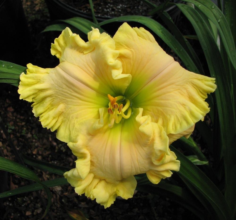 Photo of Daylily (Hemerocallis 'Butch and Barbara's Cracked Eggs') uploaded by tink3472