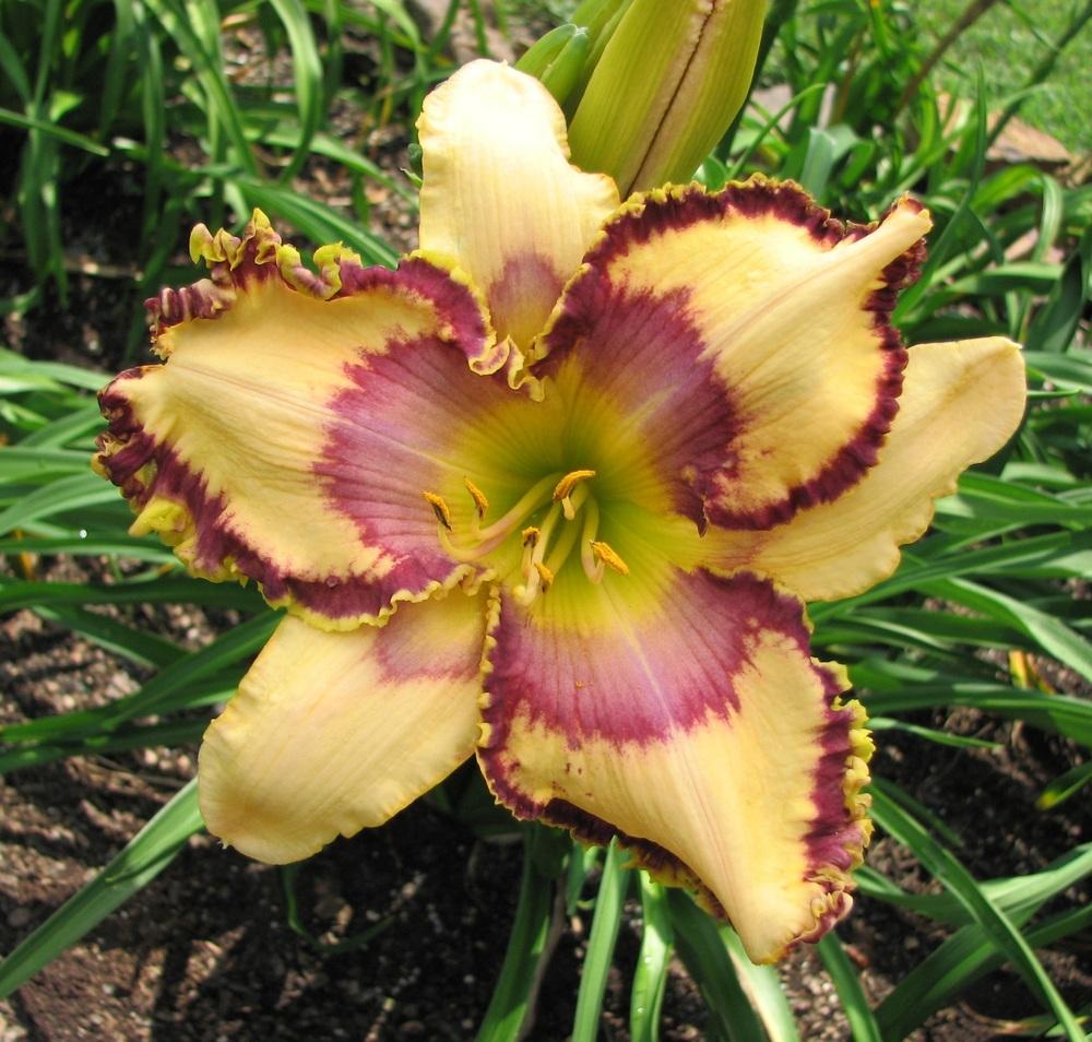 Photo of Daylily (Hemerocallis 'Toss the Feathers') uploaded by tink3472