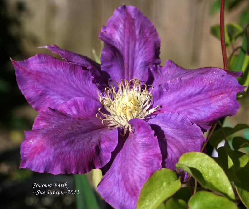 Photo of Clematis 'Sonoma Batik' uploaded by Calif_Sue