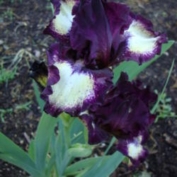 Location: Pleasant Grove, Utah
Date: 2012-05-09
In my garden