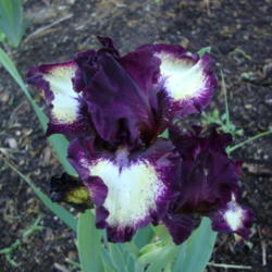Location: Pleasant Grove, Utah
Date: 2012-05-09
In my garden.....very nice