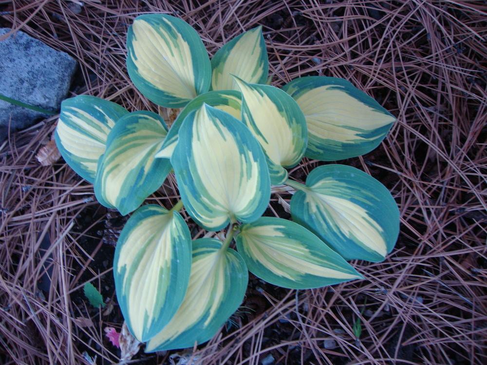 Photo of Hosta 'Remember Me' uploaded by Paul2032