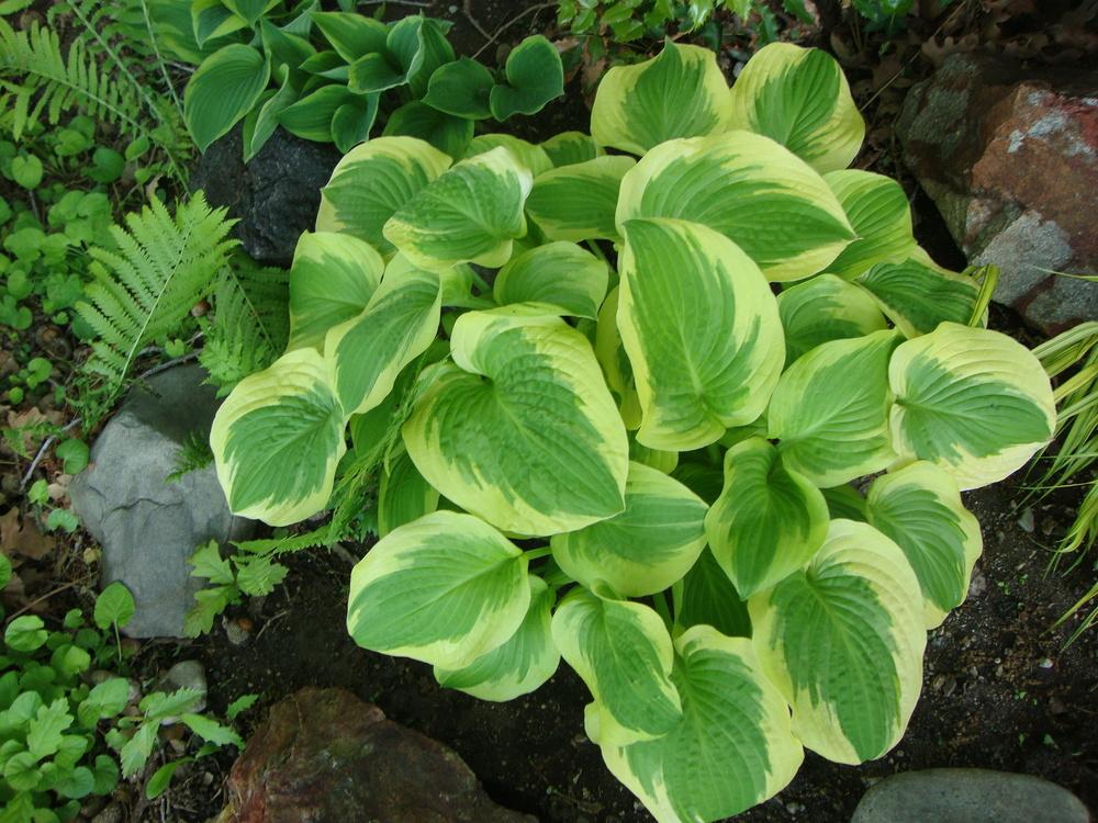 Photo of Hosta 'Lakeside April Snow' uploaded by Paul2032