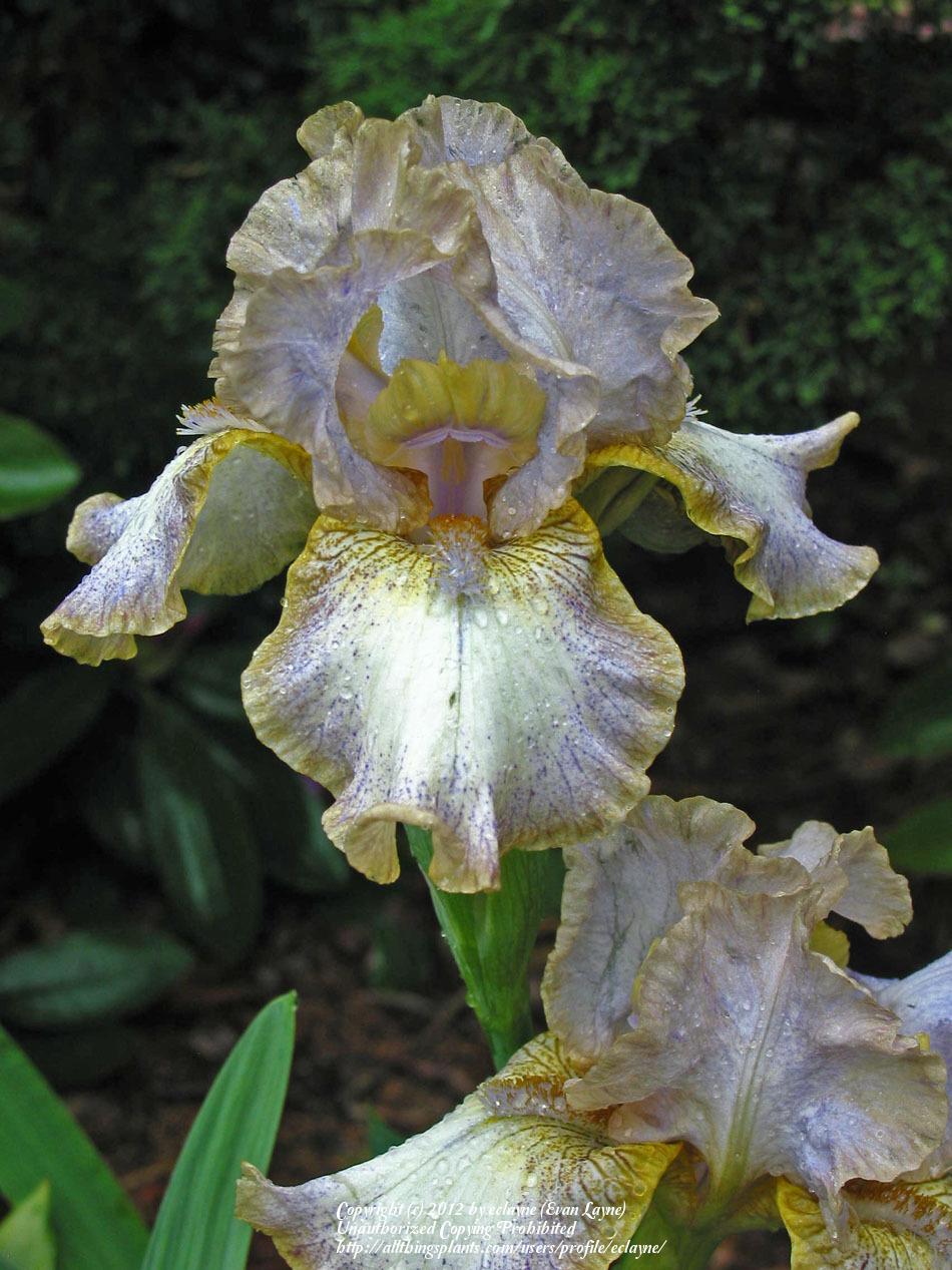 Photo of Intermediate Bearded Iris (Iris 'Goddess of Luck') uploaded by eclayne