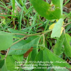 Location: zone 8 Lake City, Fl.
Date: 2012-04-19
notice the tendrils it will use to cling with
