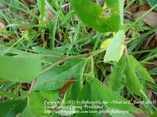 Photo of Maypop (Passiflora incarnata) uploaded by flaflwrgrl