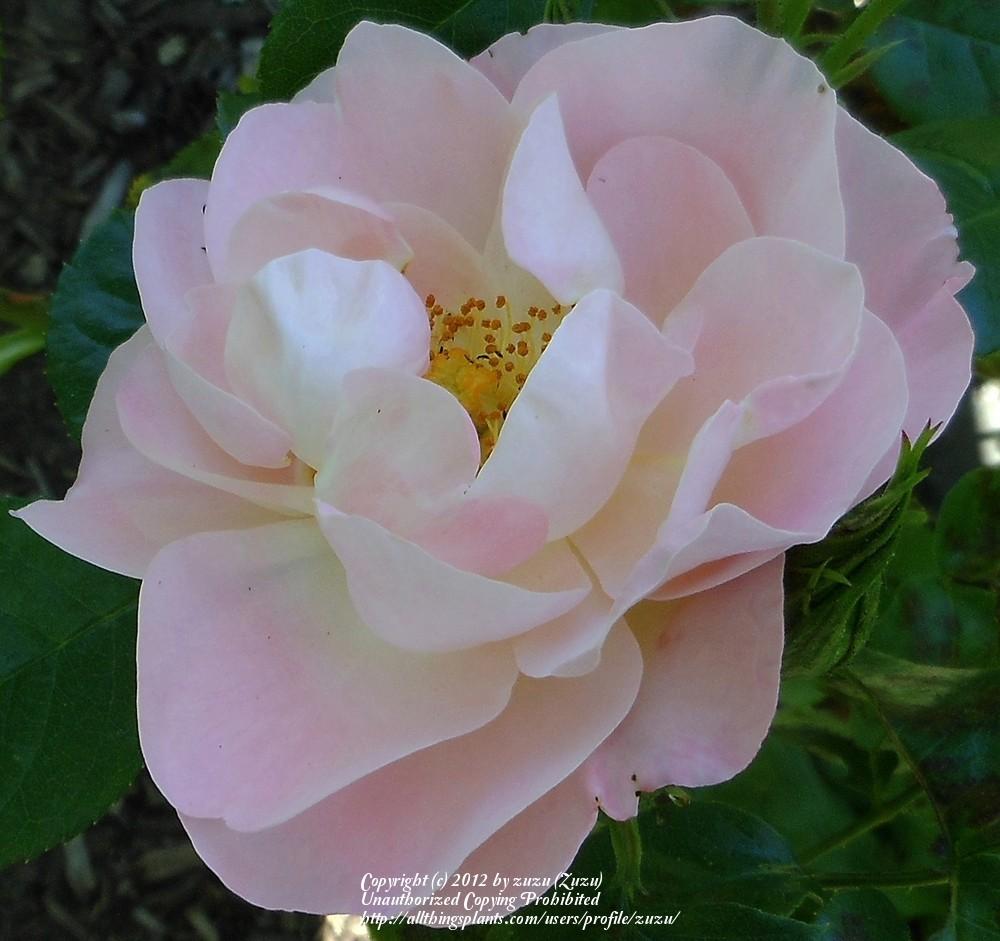 Photo of Rose (Rosa 'Fifi') uploaded by zuzu