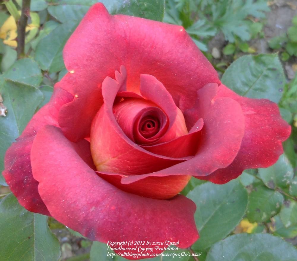 Photo of Rose (Rosa 'Estelle') uploaded by zuzu