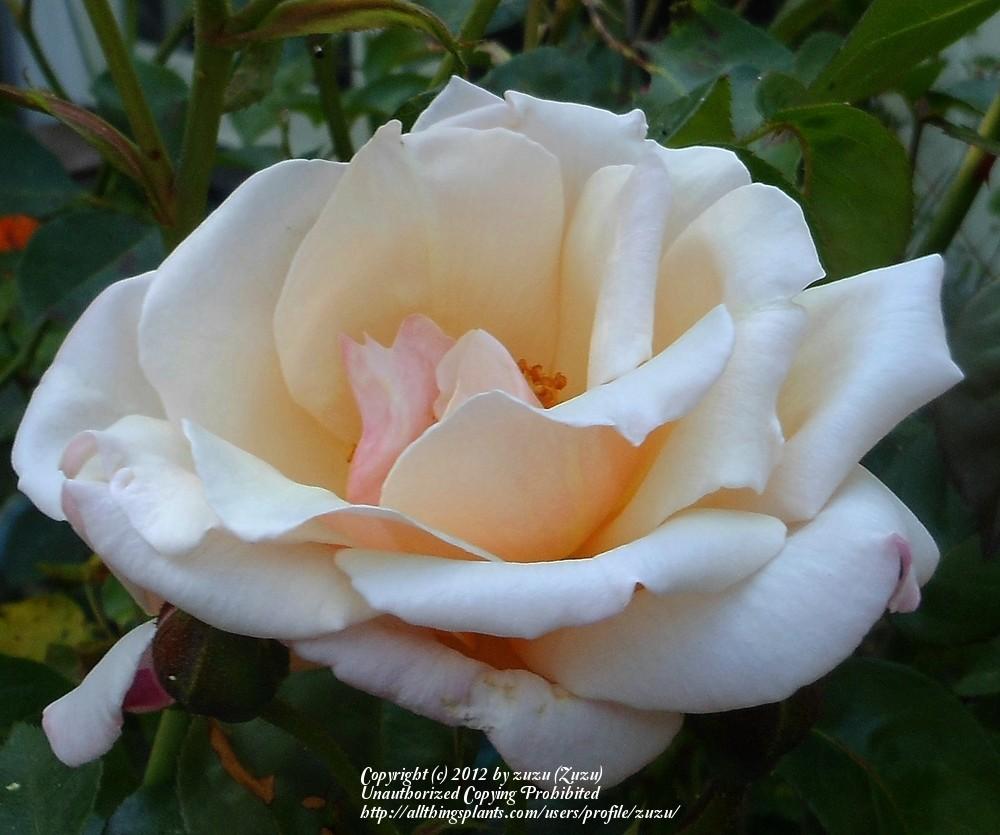 Photo of Rose (Rosa 'Chanelle') uploaded by zuzu