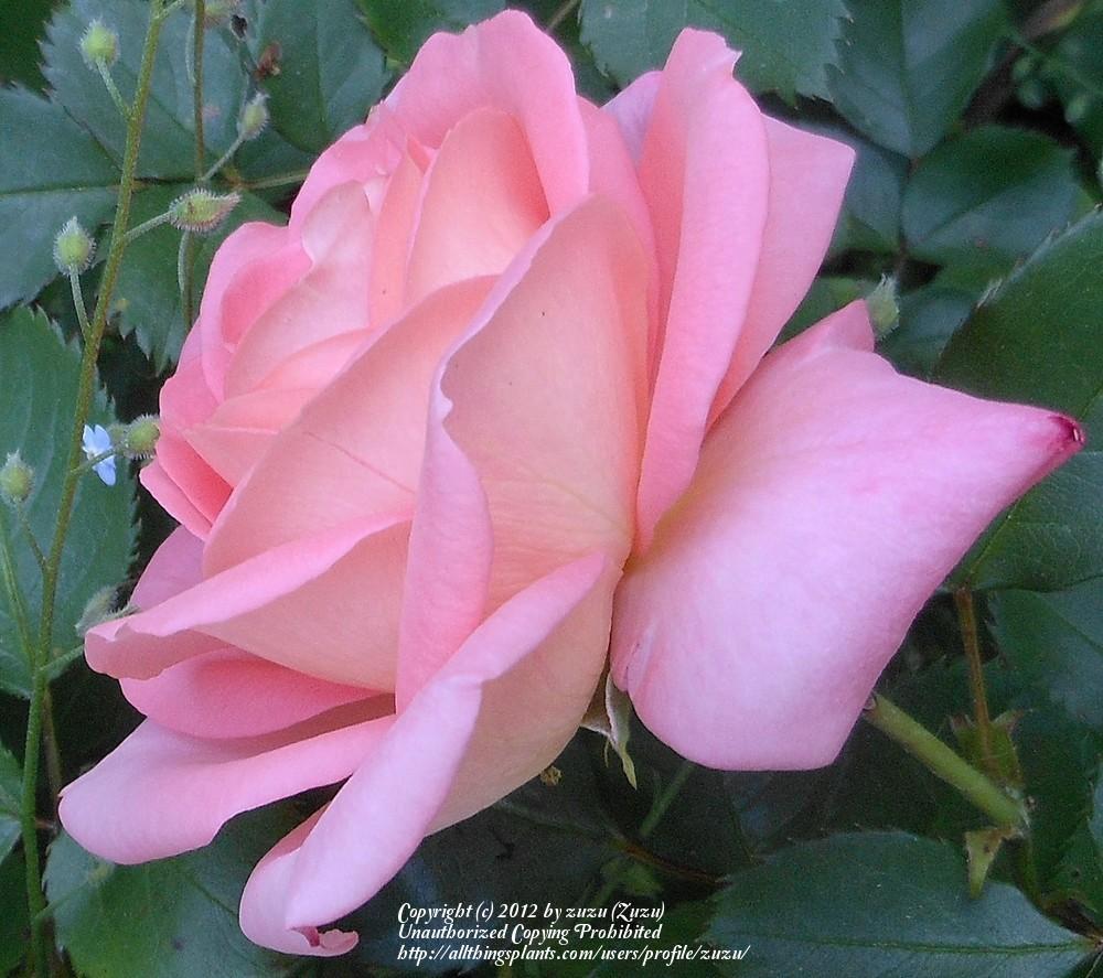 Photo of Rose (Rosa 'Deb's Delight') uploaded by zuzu