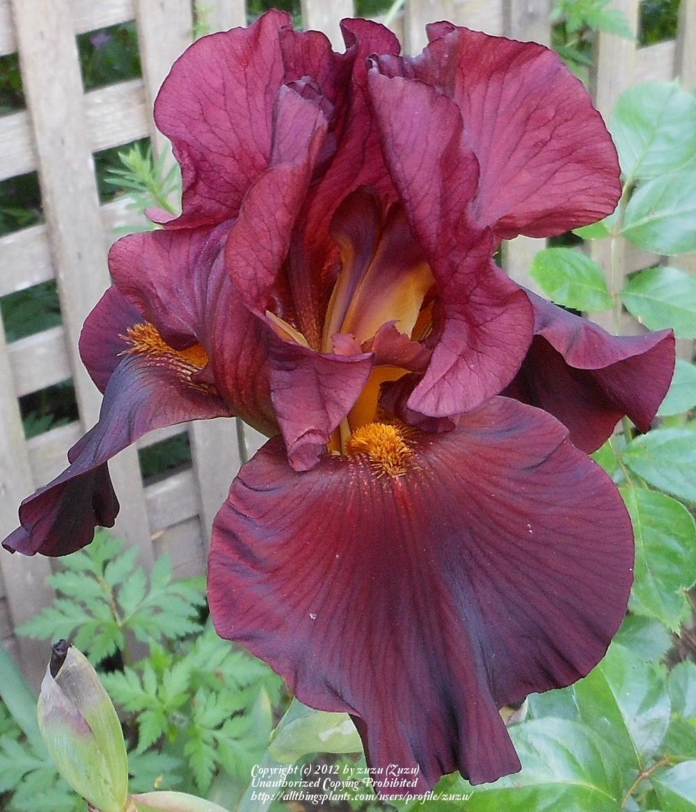 Photo of Tall Bearded Iris (Iris 'Journey') uploaded by zuzu