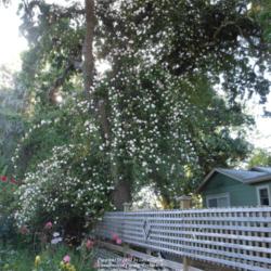 Location: In my Northern California garden
Started out as a small stick in the ground and now obscures the n