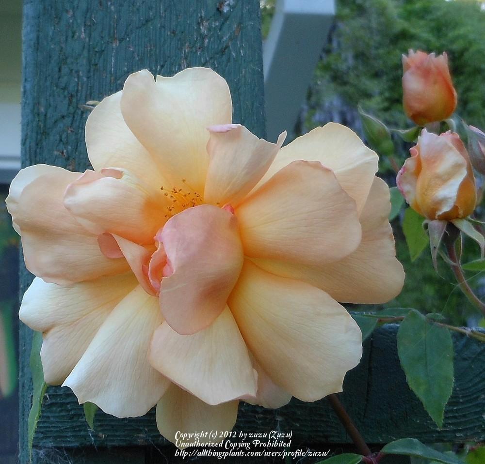 Photo of Rose (Rosa 'Crepuscule') uploaded by zuzu