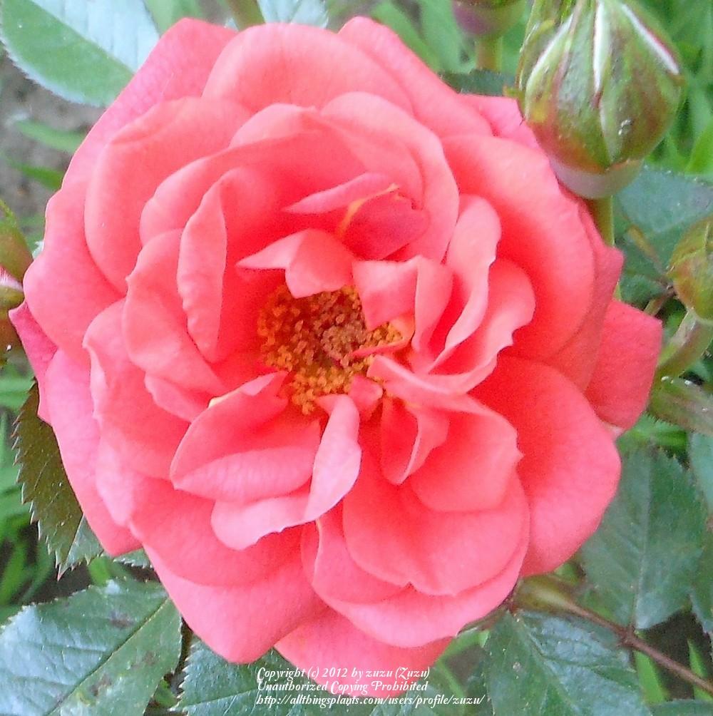 Photo of Rose (Rosa 'All a'Twitter') uploaded by zuzu