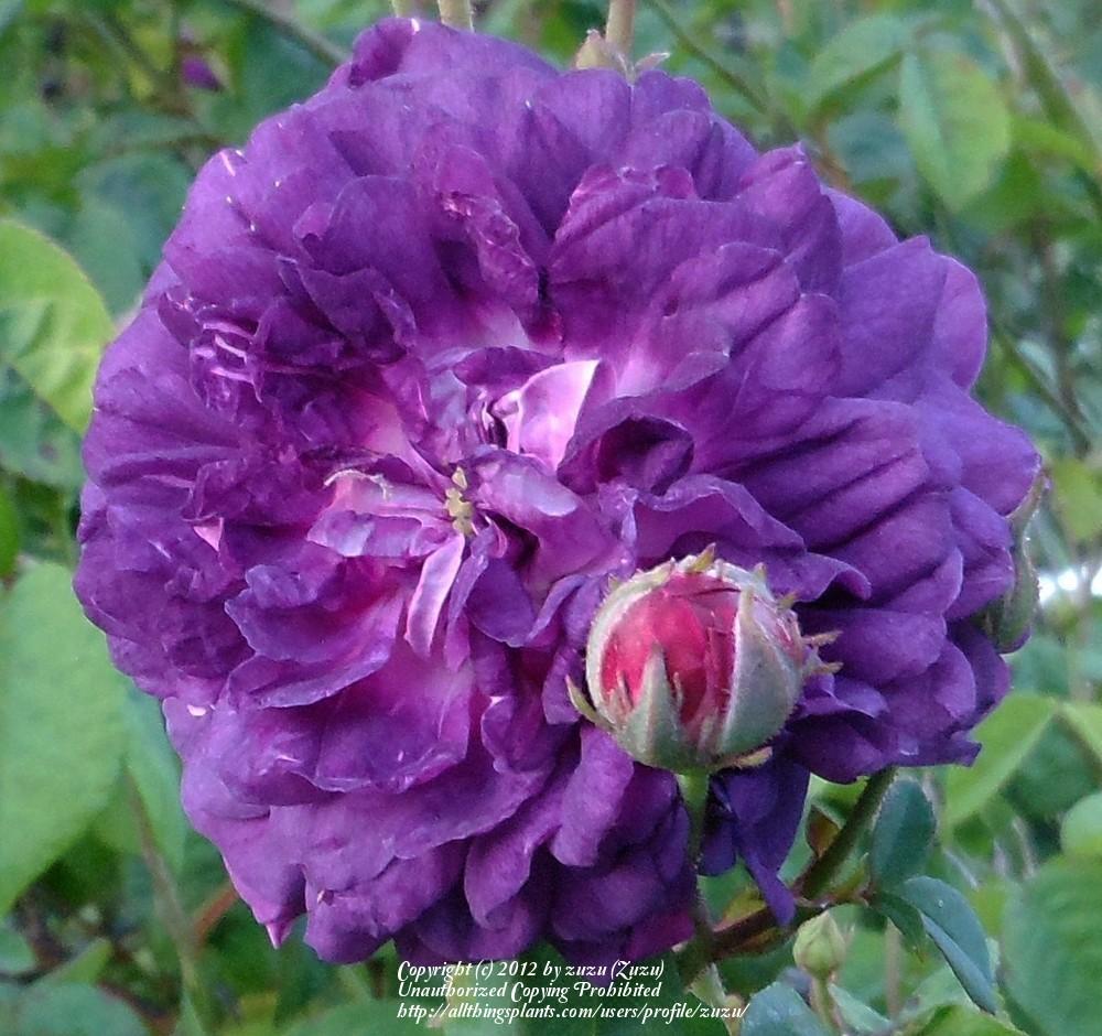 Photo of Rose (Rosa 'Cardinal de Richelieu') uploaded by zuzu