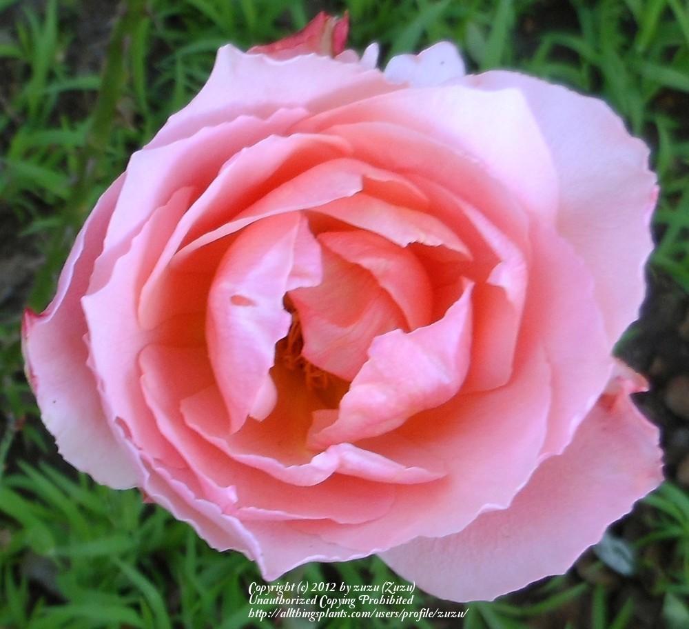 Photo of Rose (Rosa 'Courtoisie') uploaded by zuzu