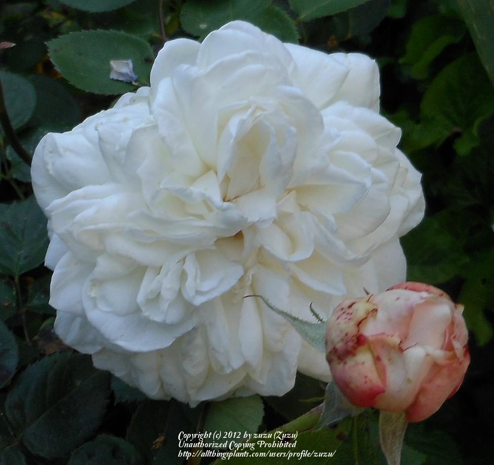 Photo of Rose (Rosa 'Fair Bianca') uploaded by zuzu