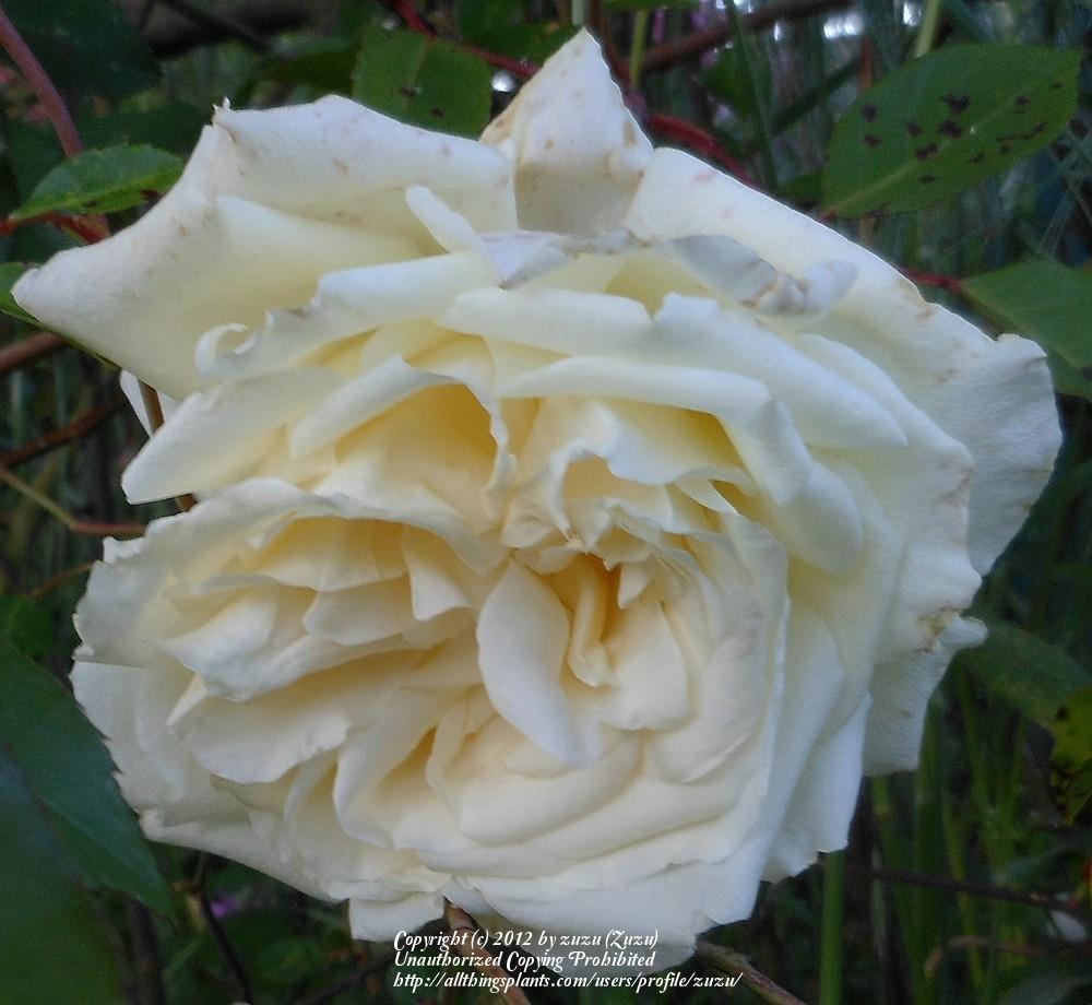 Photo of Rose (Rosa 'Blumenschmidt') uploaded by zuzu