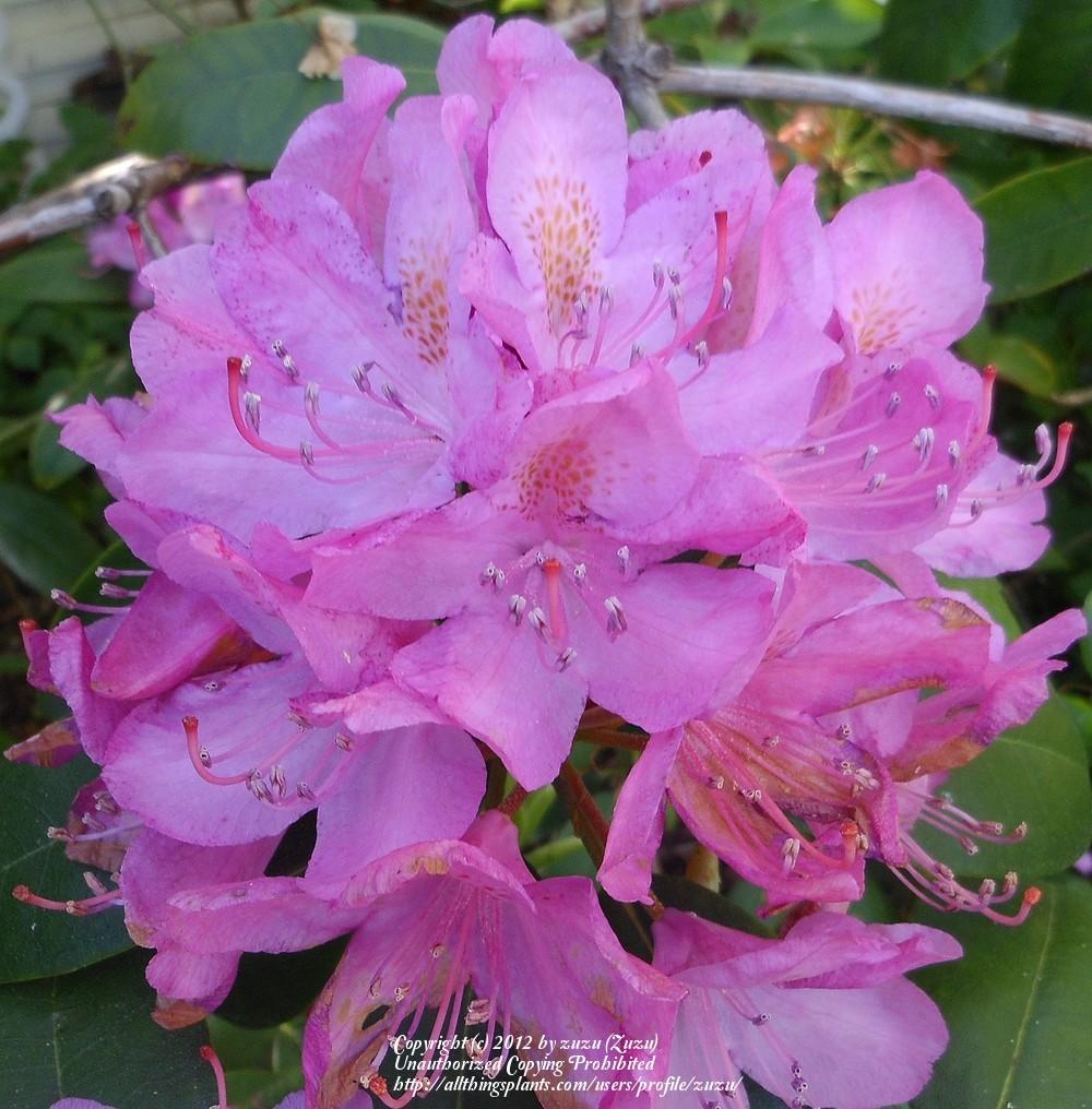 Photo of Rhododendron 'Roseum Elegans' uploaded by zuzu