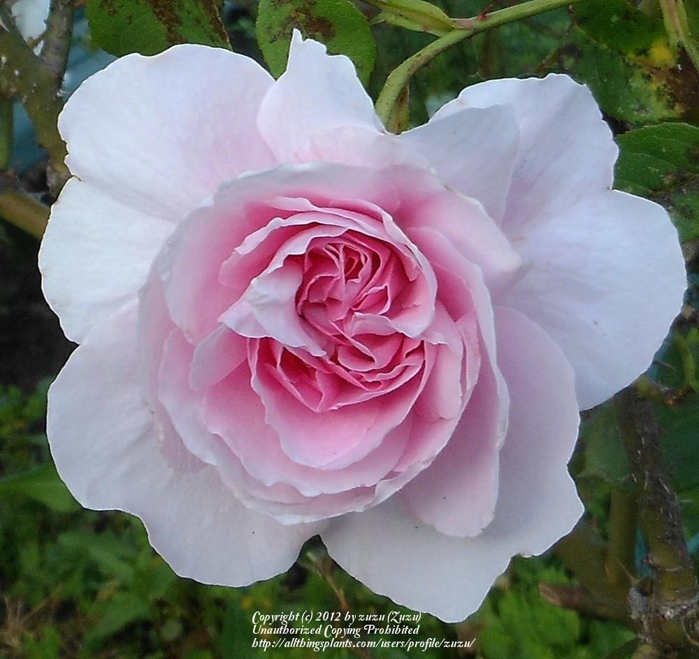 Photo of Rose (Rosa 'Cottage Rose') uploaded by zuzu
