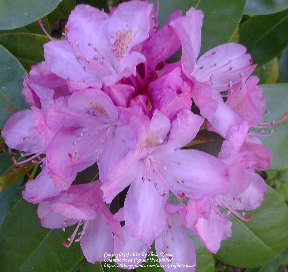Photo of Rhododendron 'Roseum Elegans' uploaded by zuzu