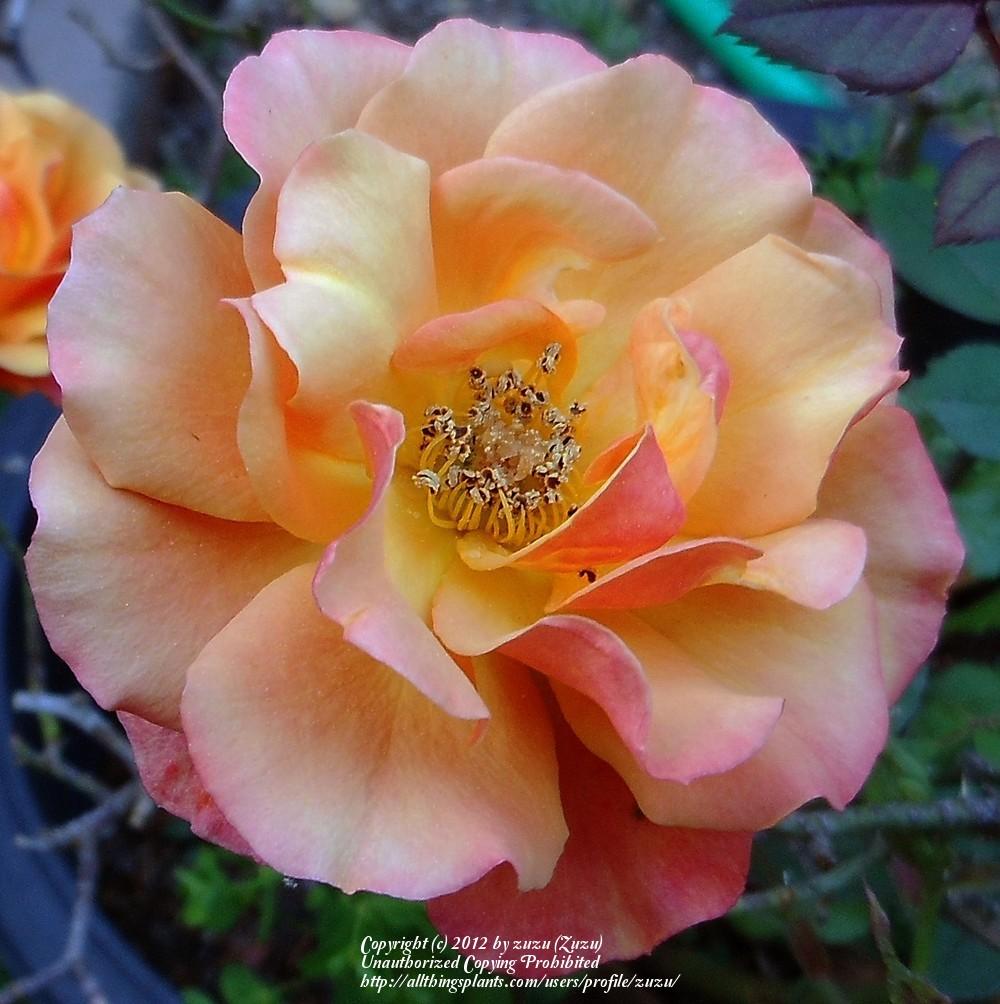 Photo of Rose (Rosa 'Denver's Dream') uploaded by zuzu