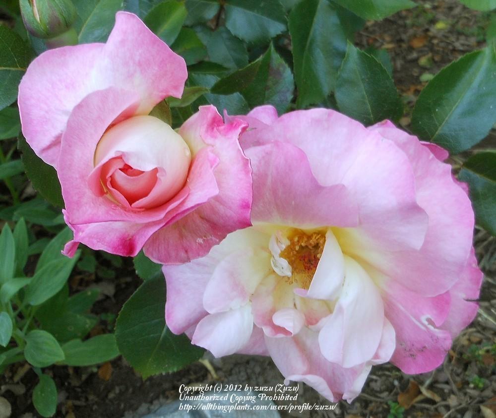 Photo of Rose (Rosa 'Eclipse') uploaded by zuzu