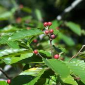Carolina Buckthorn berries