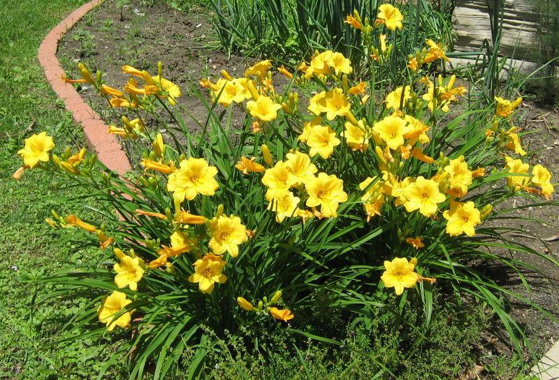 Photo of Daylily (Hemerocallis 'Stella de Oro') uploaded by gardengus