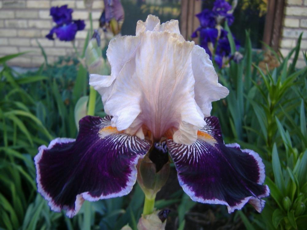 Photo of Tall Bearded Iris (Iris 'Liaison') uploaded by tveguy3